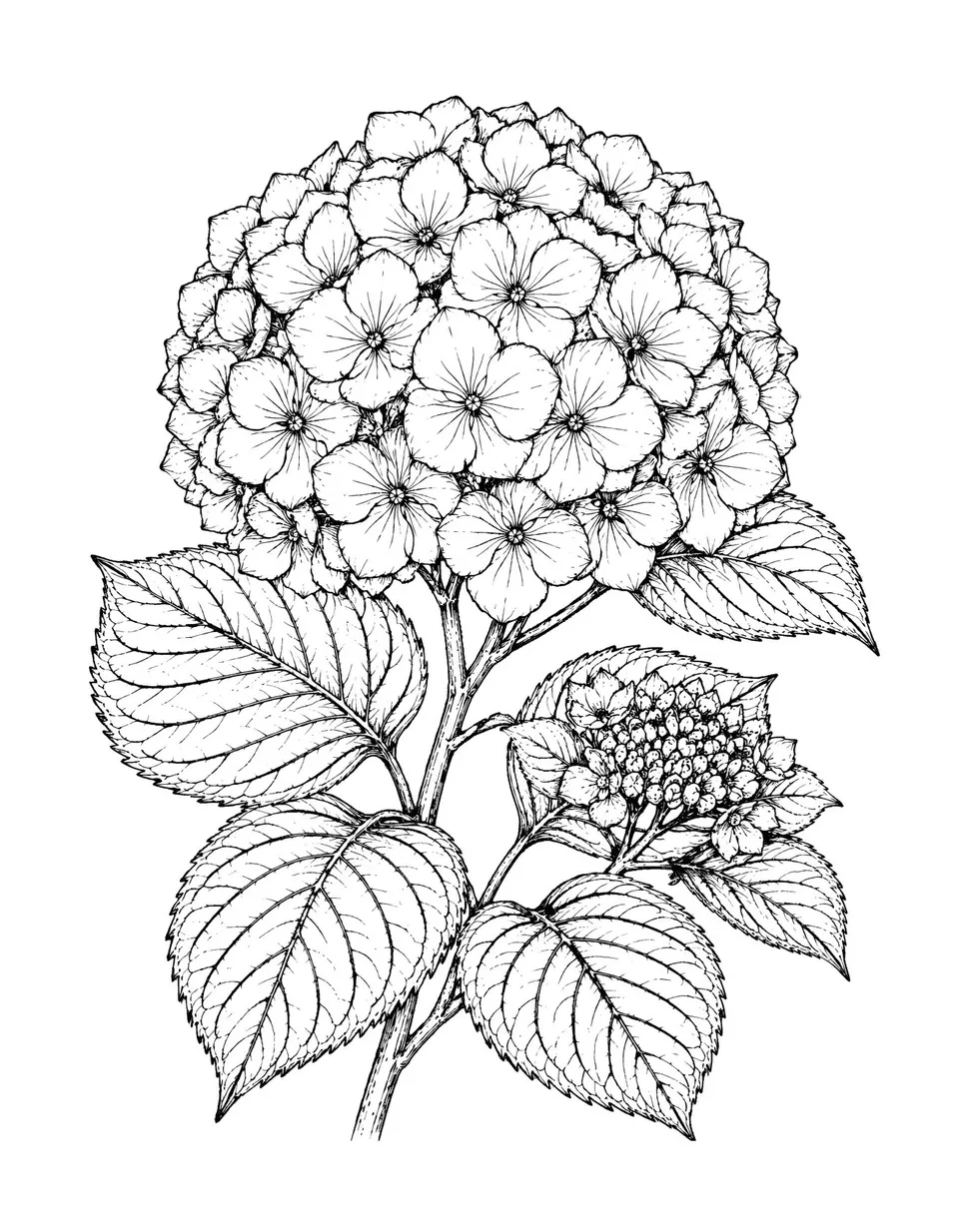 Interior page — 50 Garden Flowers