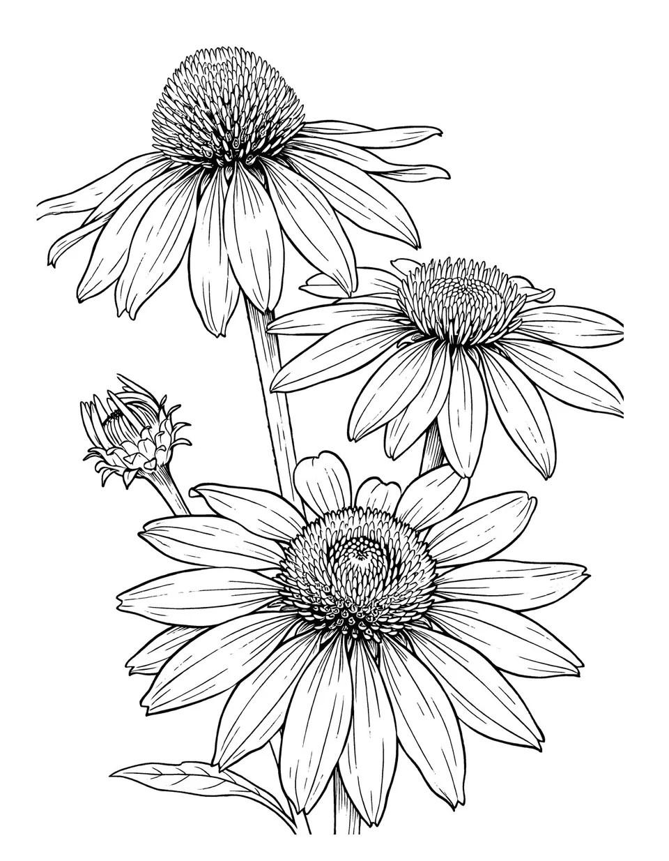 Interior page — 50 Meadow Flowers